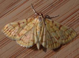 Ironweed Root Moth